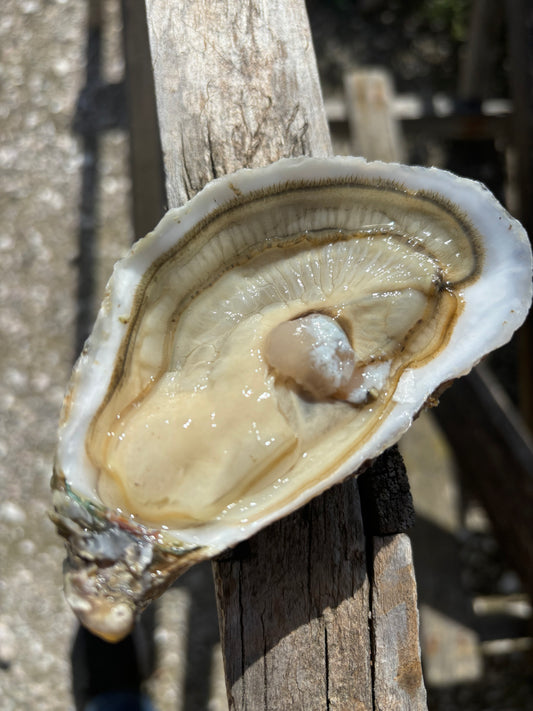 huîtres de Bouzigues traditionnelles GROSSES